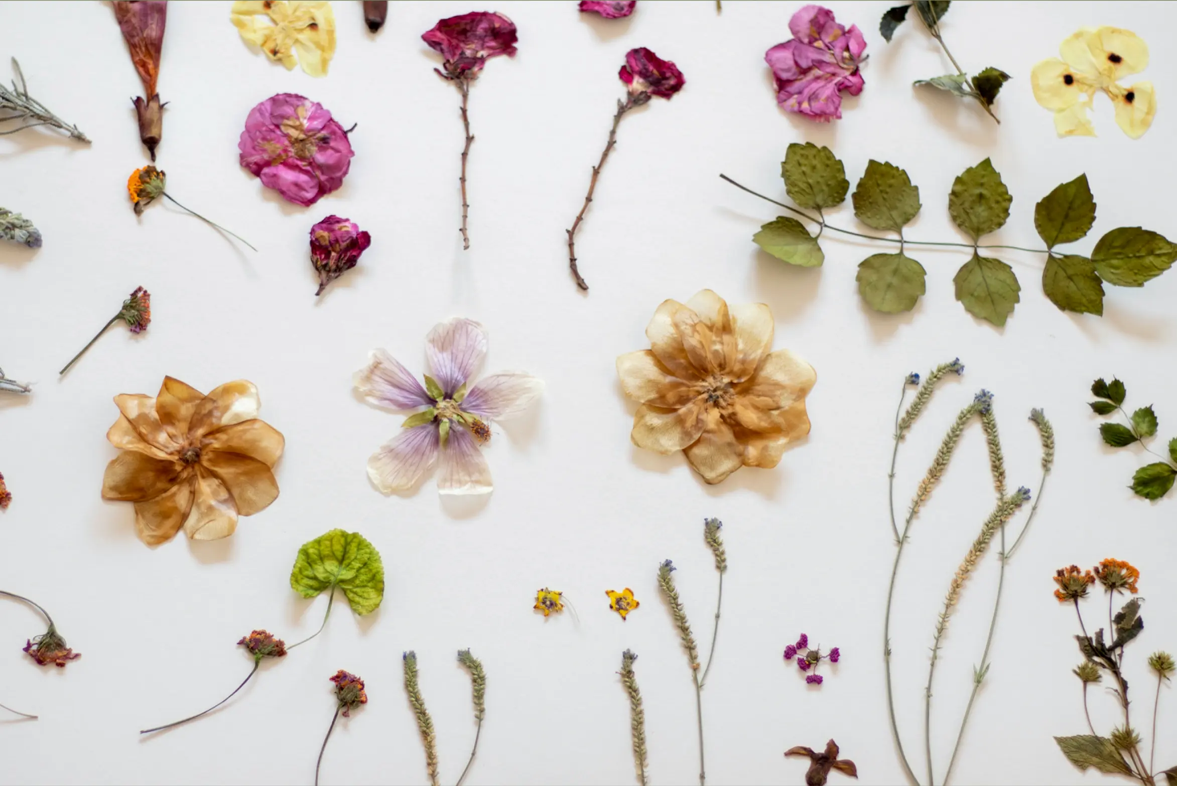 An image of dried flowers.