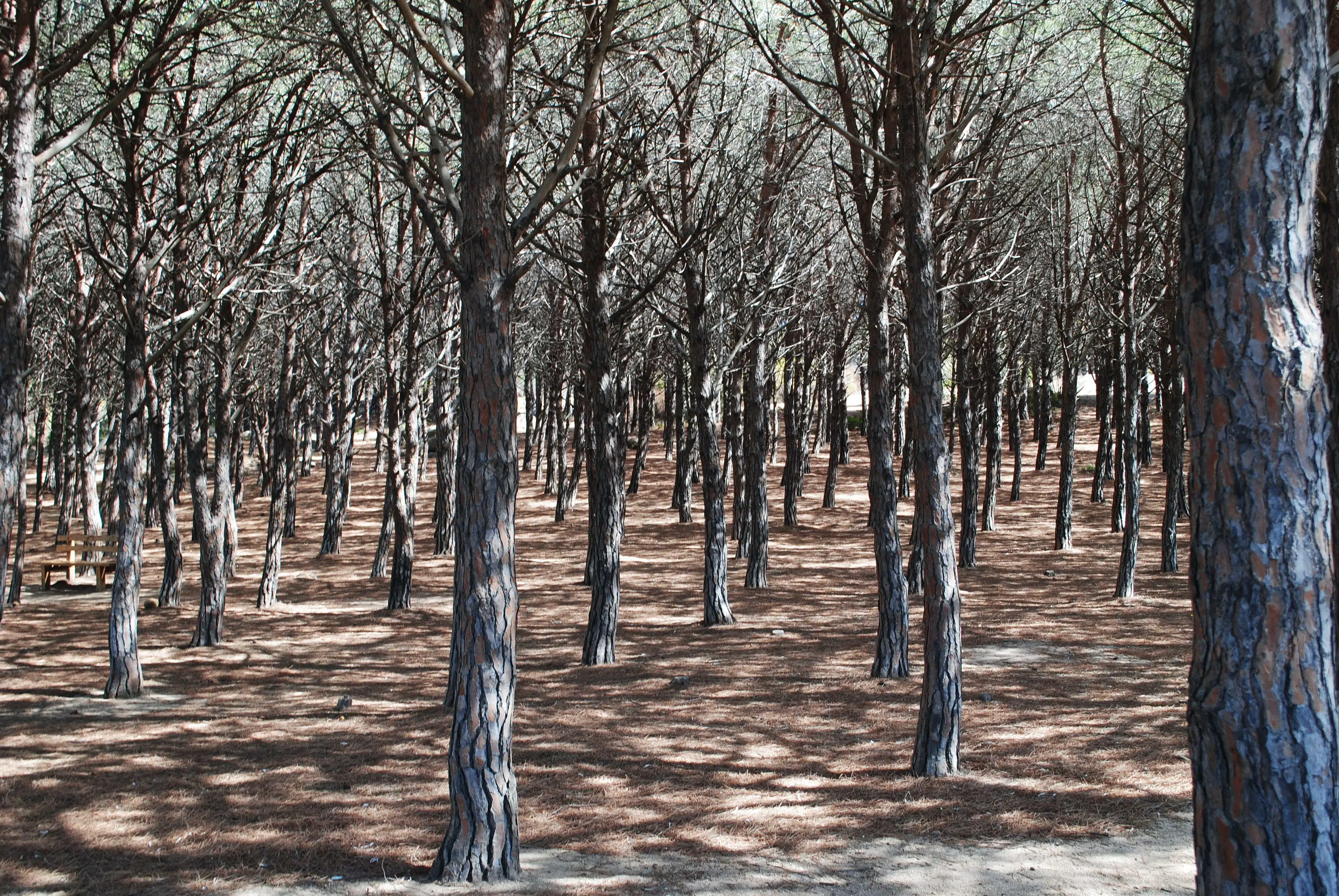 An image of trees.